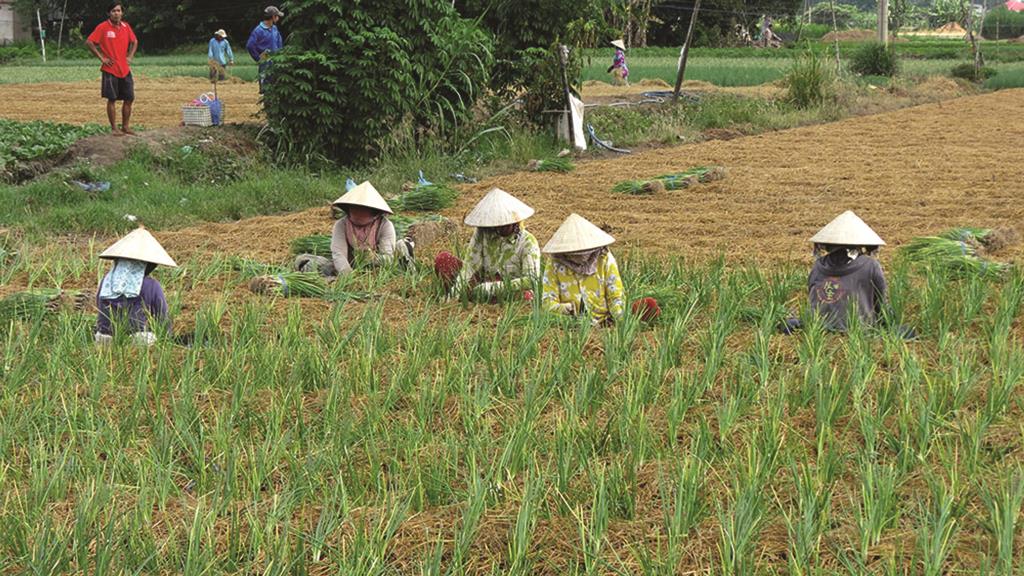 Trồng rau bán Tết