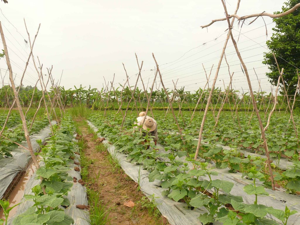 Khắc phục những “điểm nghẽn” nông nghiệp