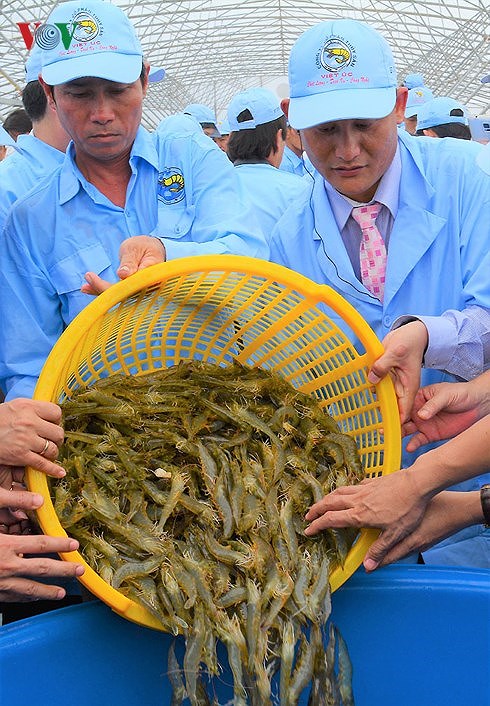 Kế hoạch hành động quốc gia phát triển ngành tôm Việt Nam 