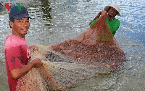 Kế hoạch hành động quốc gia phát triển ngành tôm Việt Nam 