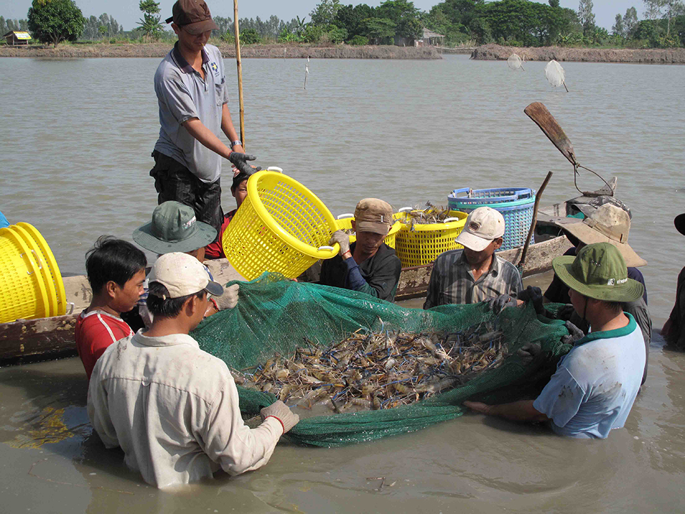 Niềm vui trên những cánh đồng xả lũ