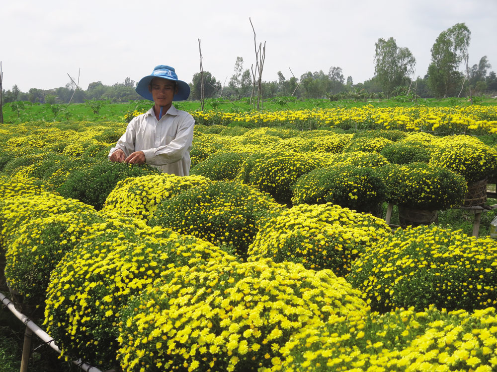 Sắc hoa Định Thành