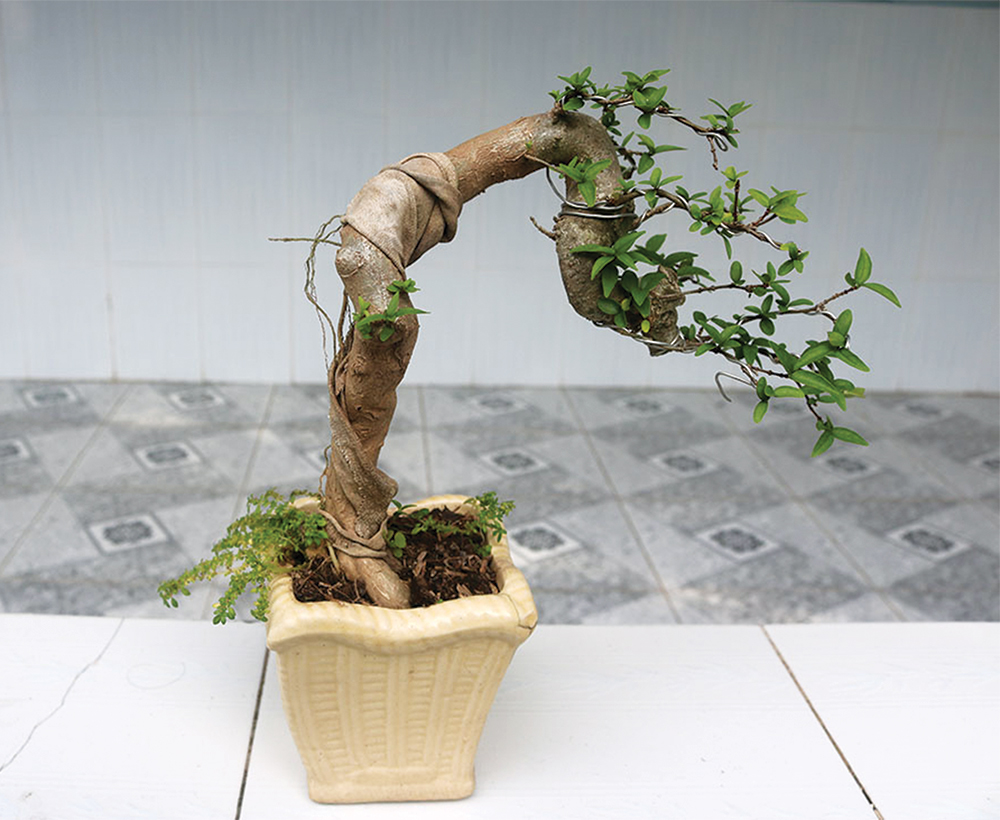 Làm giàu từ cây kiểng Cây bon sai được ưa thích