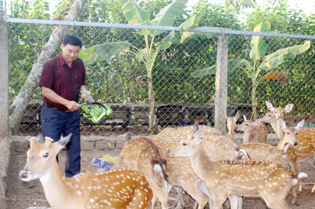 Tiền Giang Nuôi hươu sao lấy nhung cho thu gần 450 triệu đồng mỗi năm   Kinh doanh  Vietnam VietnamPlus