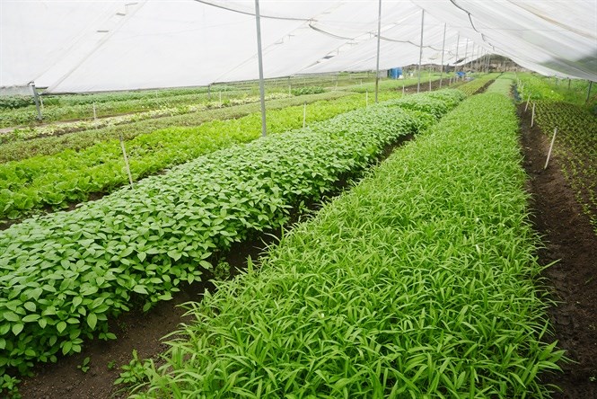 Thăm vườn rau hữu cơ '6 không'