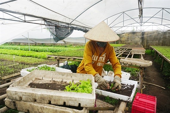 Thăm vườn rau hữu cơ '6 không'