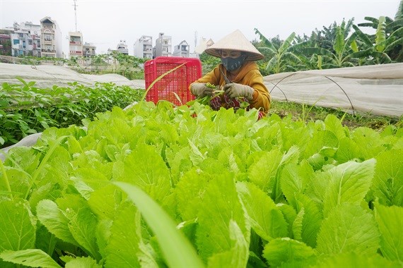 Thăm vườn rau hữu cơ '6 không'