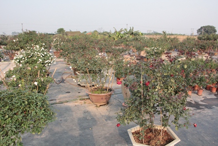 Quà 8-3: Hoa hồng "khủng" của cô gái 9X, giá trăm triệu đắt khách