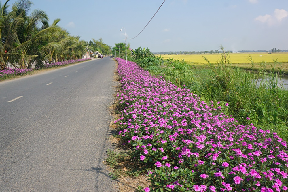 đường đi đến cánh đồng hoa dừa cạn tại an giang