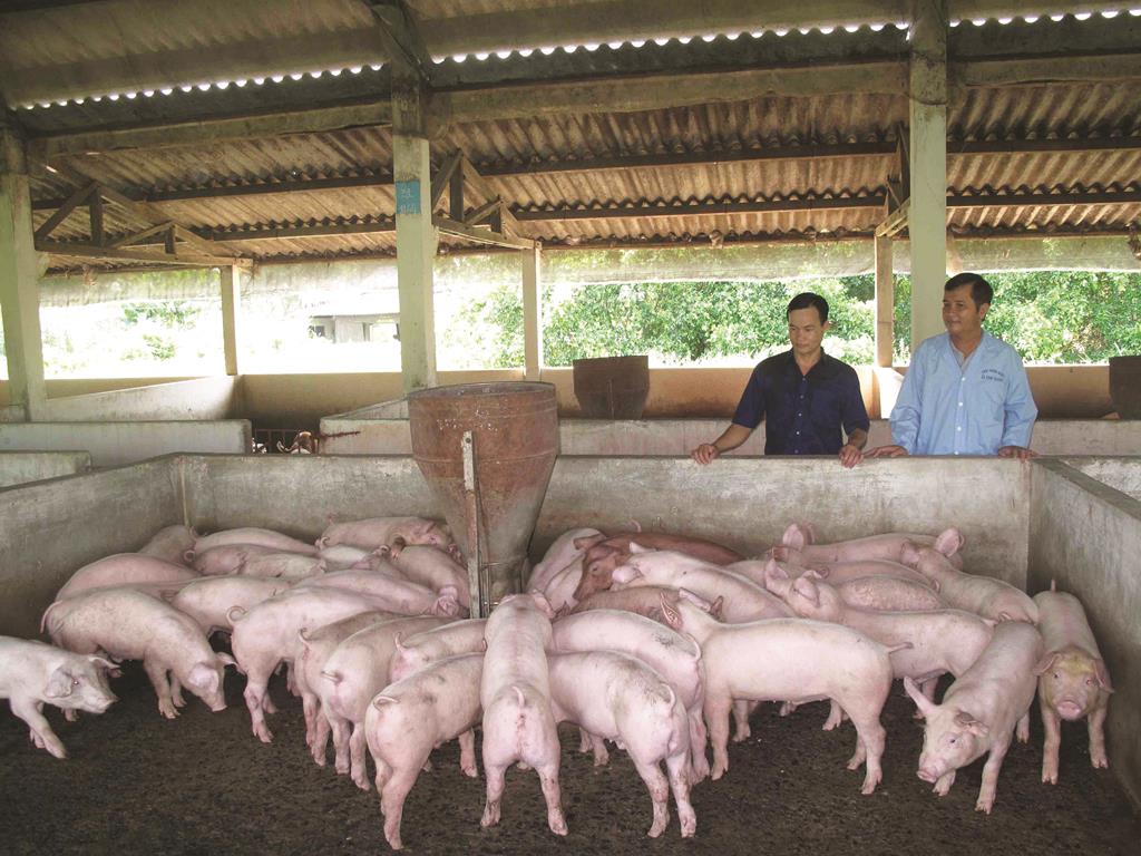Người chăn nuôi tiếp tục gặp khó