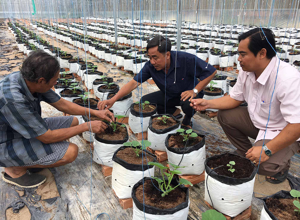 Ứng dụng công nghệ cao trong nông nghiệp ở phường Mỹ Hòa Mô hình trồng dưa lưới trong nhà màng