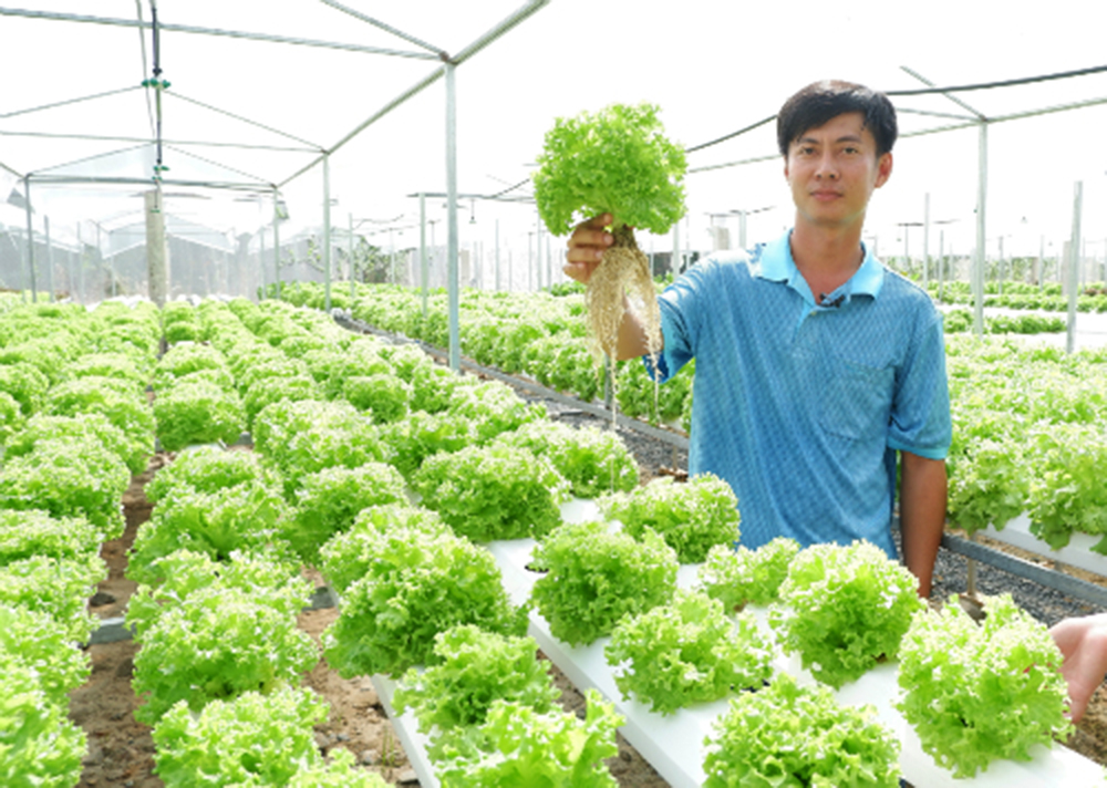 Độc đáo vườn rau thủy canh Độc đáo vườn rau thủy canh