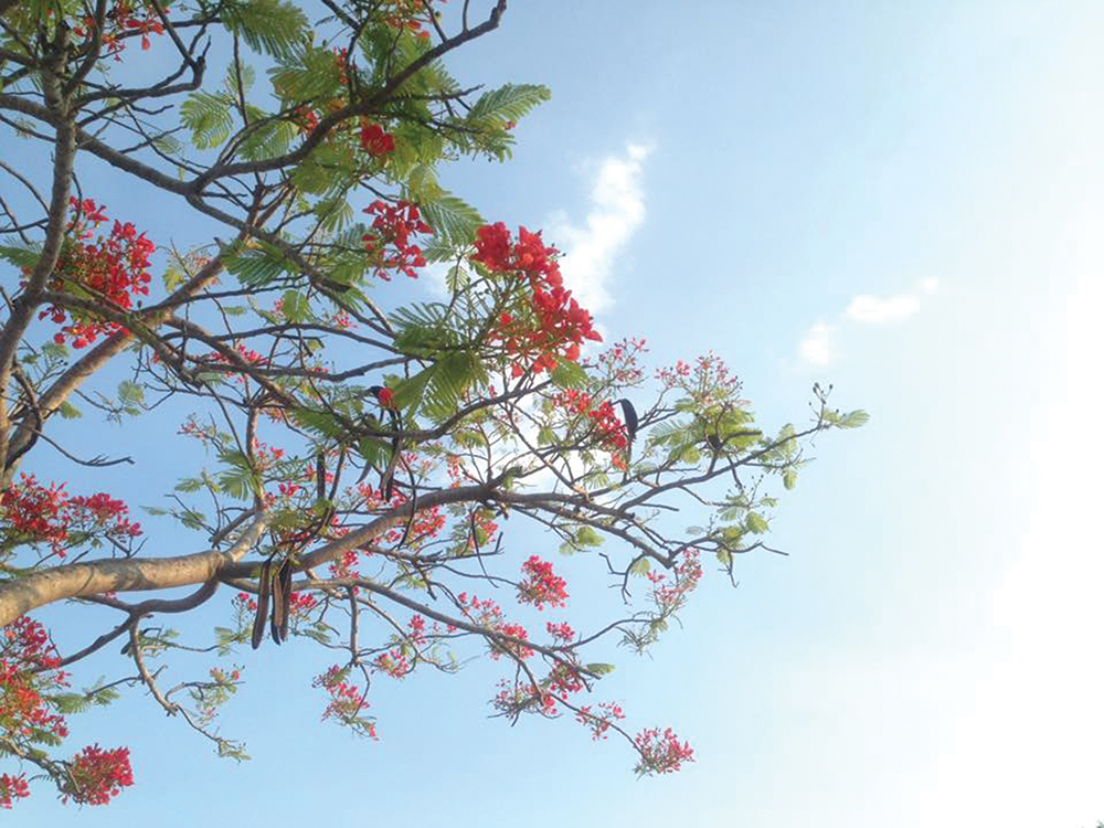 Hoa phượng là loài hoa được yêu thích nhất ở Việt Nam với màu đỏ rực rỡ, tượng trưng cho tình yêu và sự may mắn. Nhìn vào hình ảnh của Hoa phượng, bạn sẽ cảm thấy tinh thần sảng khoái và vui vẻ.