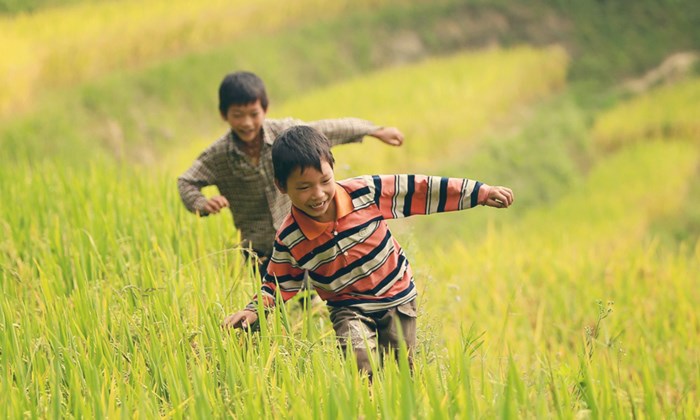 Thèm một vé trở về tuổi thơ mùa lúa chín
