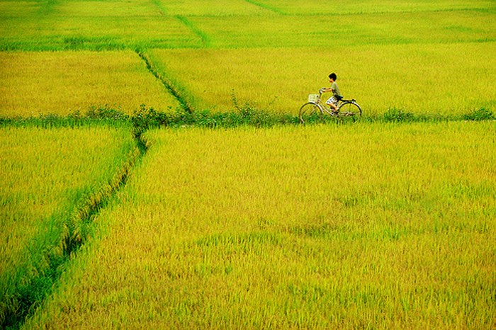 Thèm một vé trở về tuổi thơ mùa lúa chín