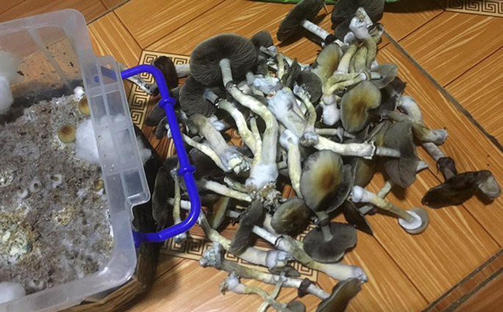 Tình hình mua bán, sử dụng ma túy ngày càng phức tạp