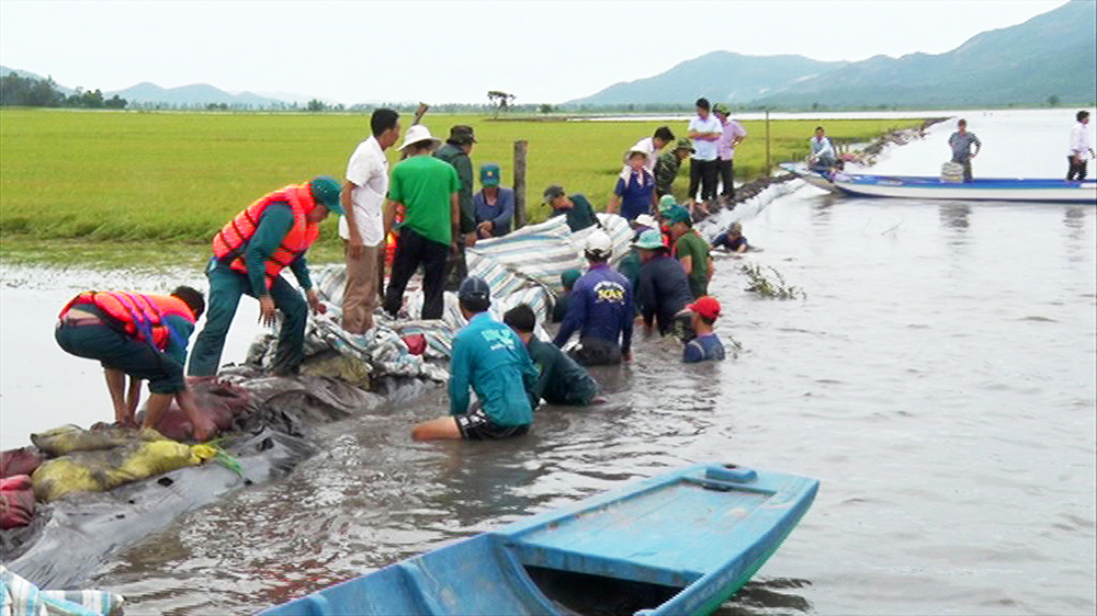 Liên tục vỡ đê, nông dân Vĩnh Gia thu hoạch lúa chạy lũ Liên tục vỡ đê, nông dân Vĩnh Gia thu hoạch lúa chạy lũ