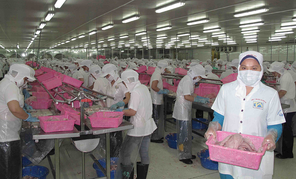 Ngư dân và doanh nghiệp sản xuất cá tra đã lấy lại “sức dốc”