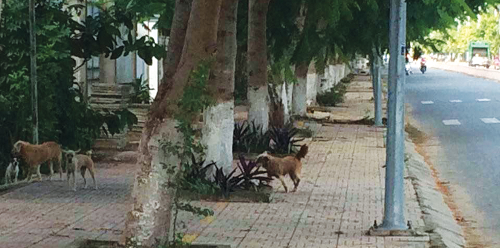 Chó thả rông và những vấn nạn!