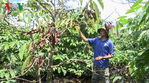 Người trồng cà phê ở Gia Lai “khóc ròng” vì mưa