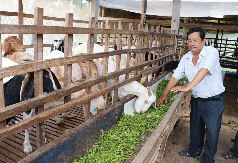 Phú Thọ Hiệu quả mô hình nuôi bò BBB  Báo Pháp luật Việt Nam điện tử