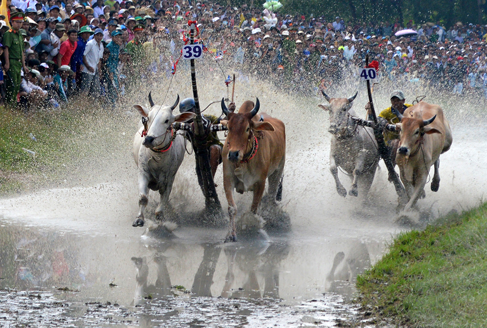 Hào hứng hội đua bò Hào hứng hội đua bò