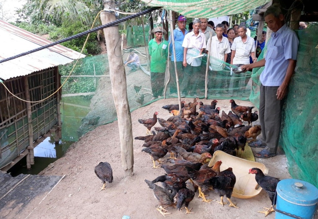Nuôi gà sạch bằng chế phẩm sinh học