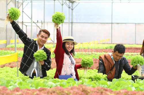 9 lộ trình khám phá Đà Lạt hot nhất mùa dã quỳ