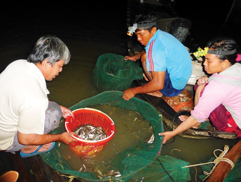 Lênh đênh theo con “cá chạy” Niềm vui của bà con thu hoạch dính nhiều cá trong đêm