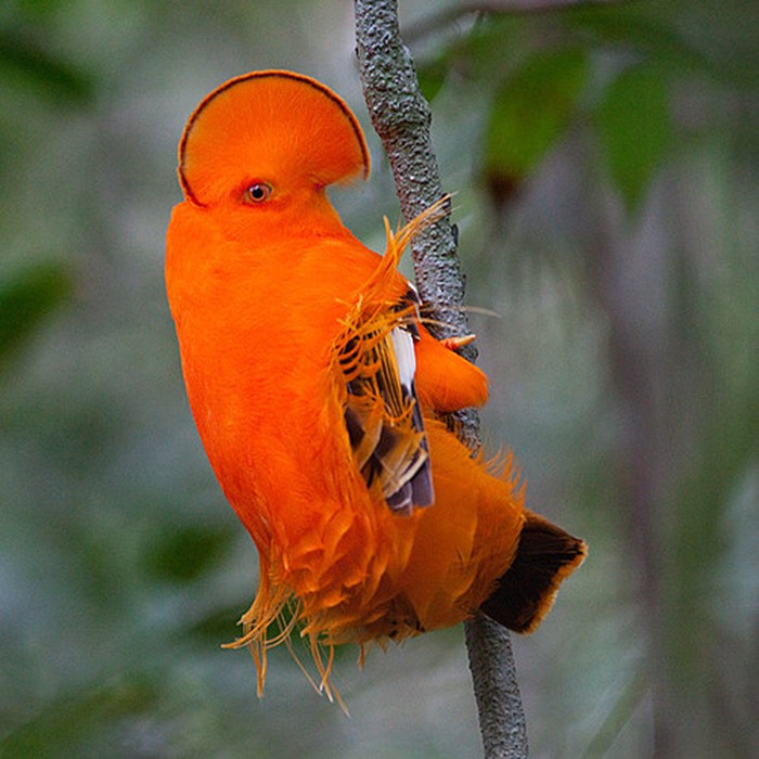 Solve the mystery of strange birds like alien creatures