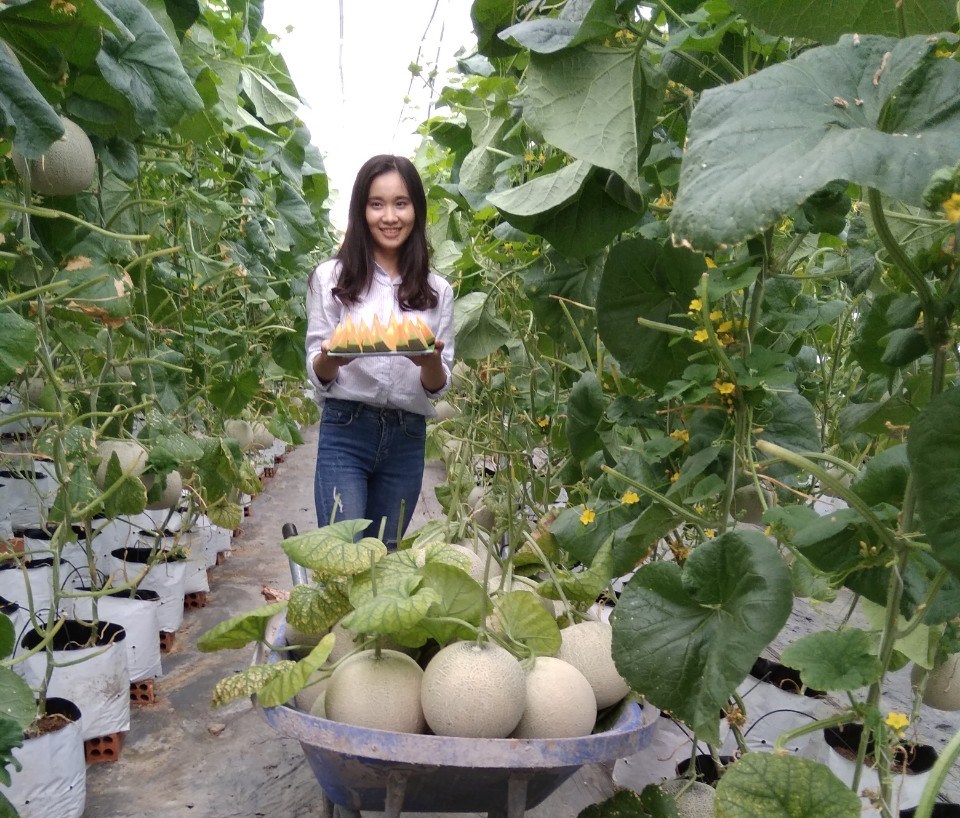 Xây dựng thương hiệu dưa lưới Giving’s Farm