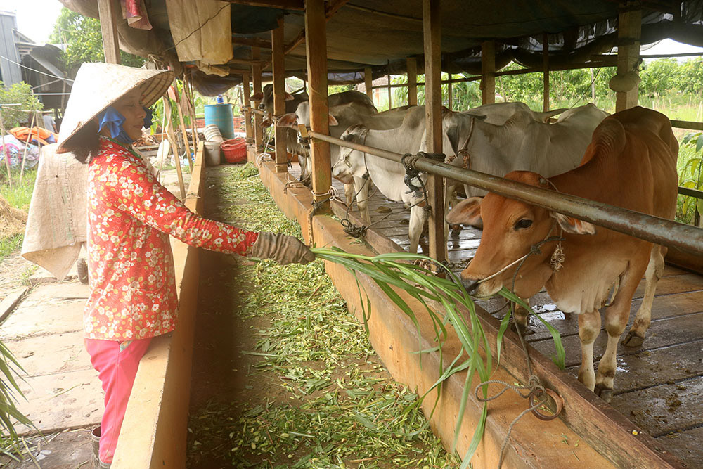 Thái Bình phát triển chăn nuôi bò thịt vỗ béo hướng sinh học