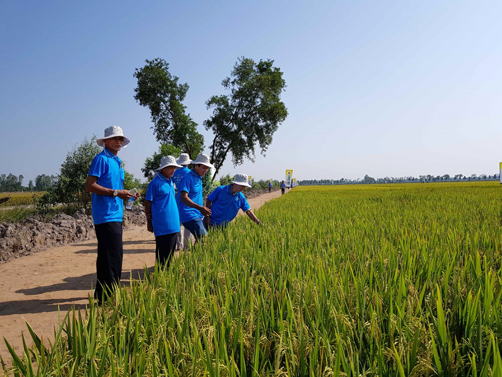 Không lơ là vụ lúa đông xuân Không lơ là vụ lúa đông xuân
