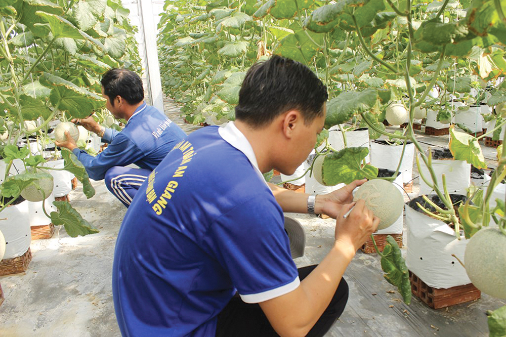 Nghề “trang điểm” dưa Tết