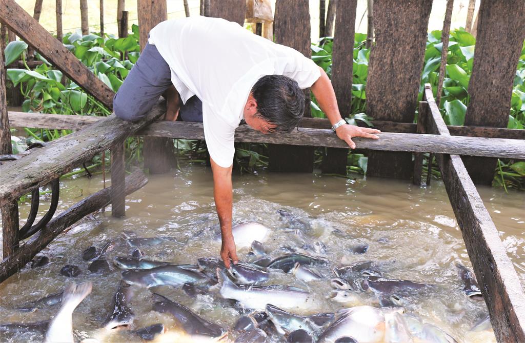 Người đàn ông “dẫn dụ” và nuôi dưỡng cá thiên nhiên