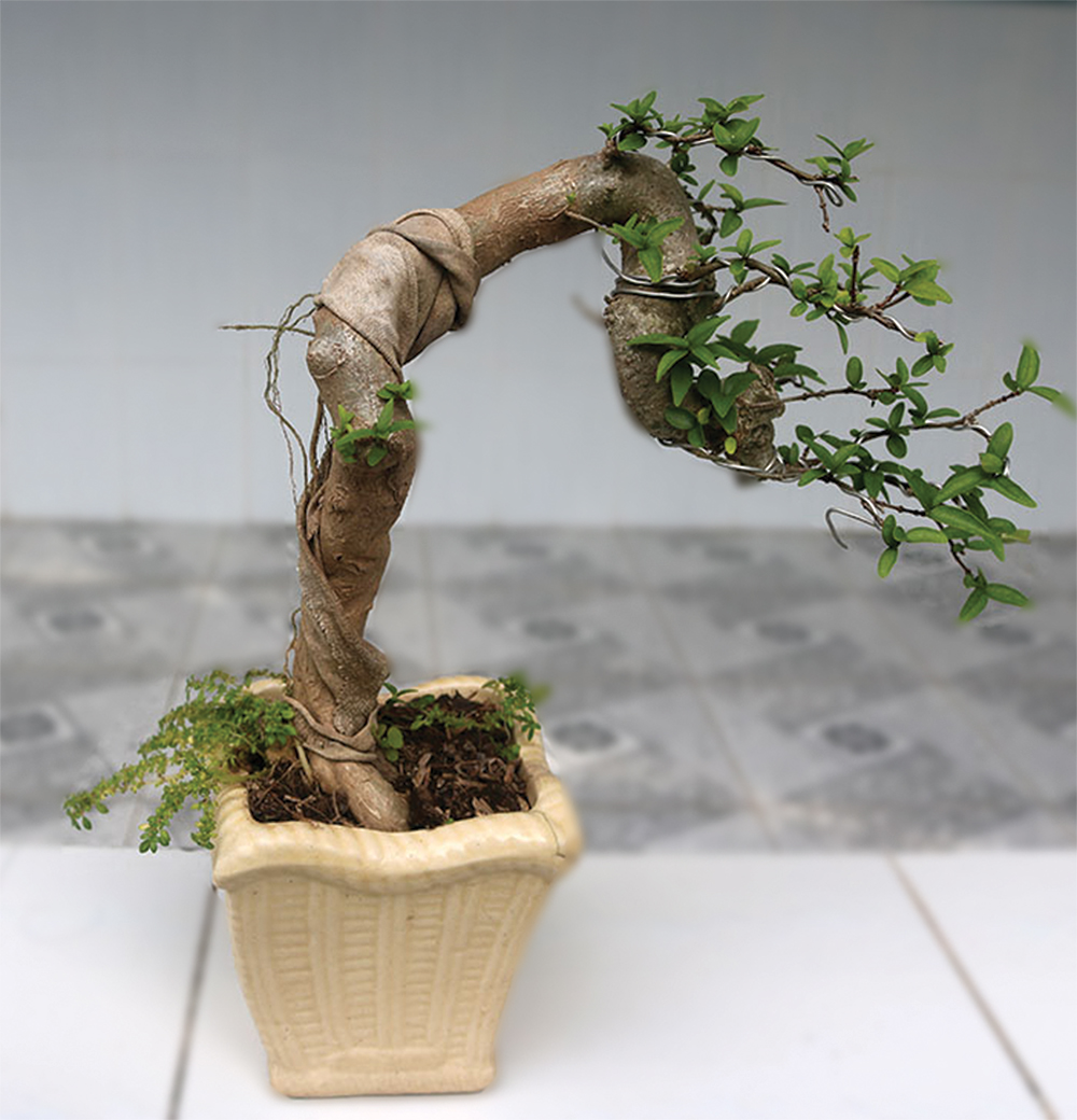 Thú chơi BON-SAI ngày Tết Thú chơi BON-SAI ngày Tết