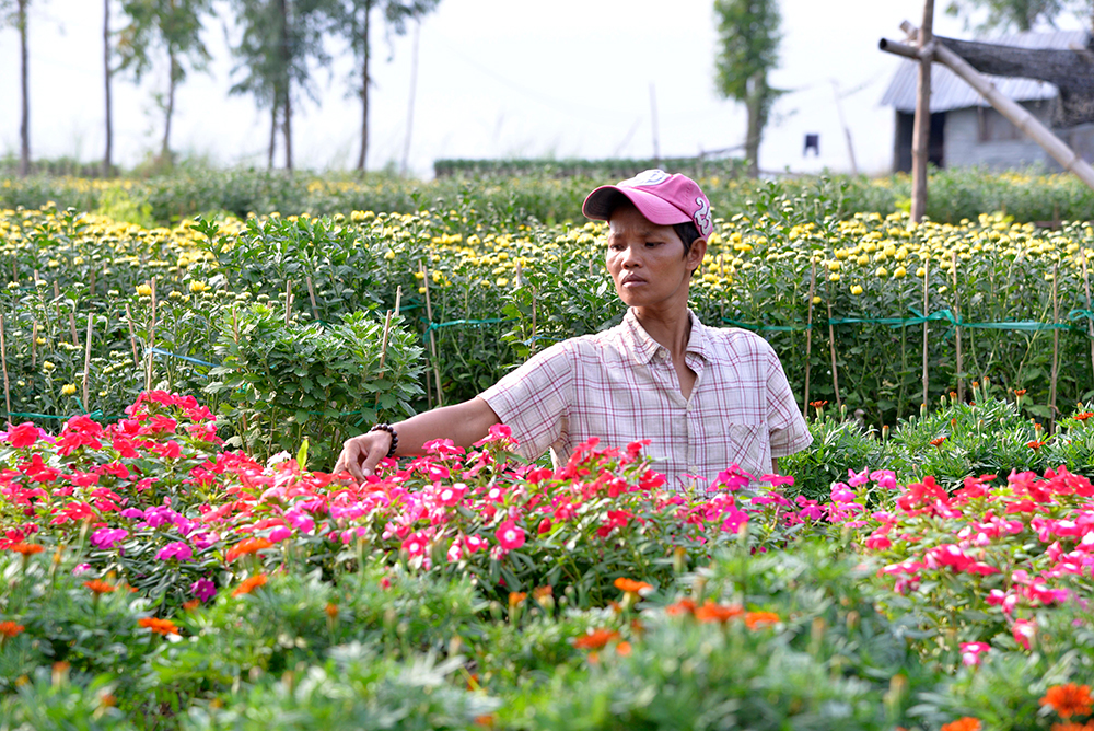 Làng hoa An Thạnh tất bật vào mùa Tết