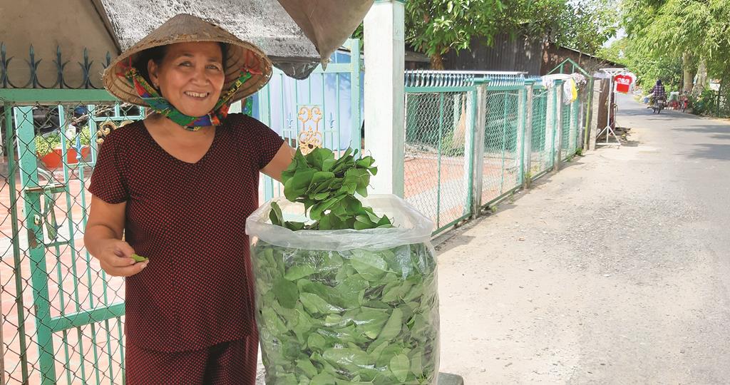 Ngọt lòng dây sương sâm!