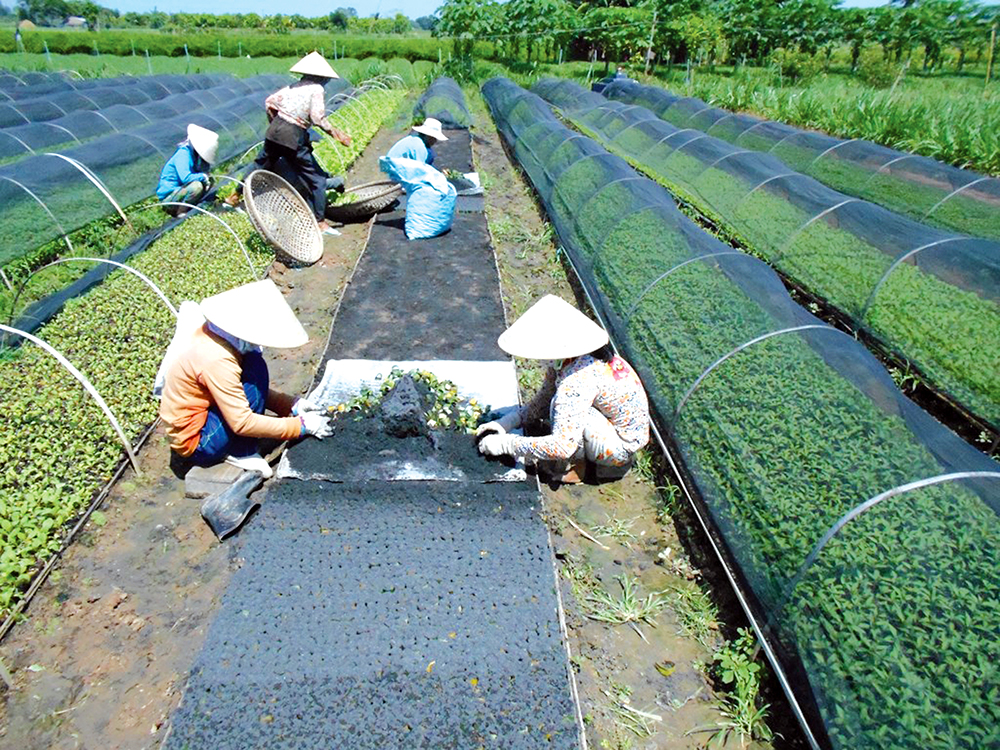 Tăng tốc phát triển ở cù lao Chợ Mới