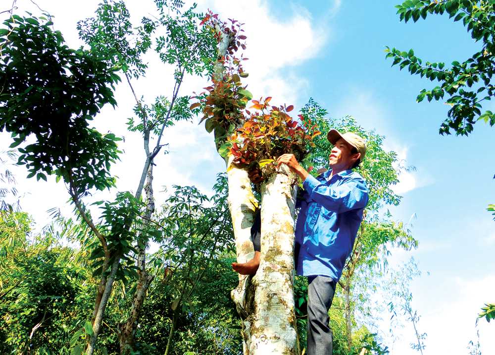 Vị ngọt rau rừng Thất Sơn