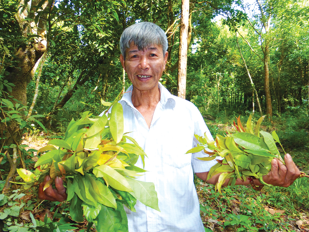 Vị ngọt rau rừng Thất Sơn