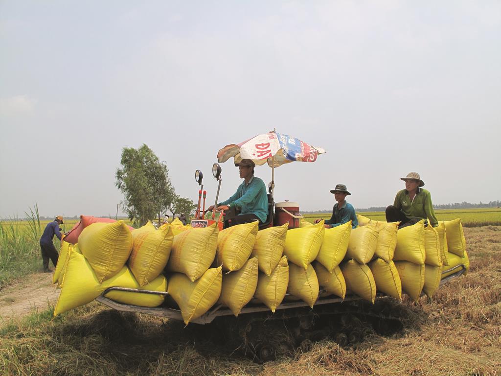 Kỳ vọng xuất khẩu gạo năm 2019