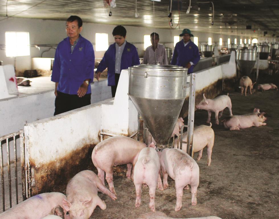 Khẩn cấp ứng phó dịch tả heo Châu Phi