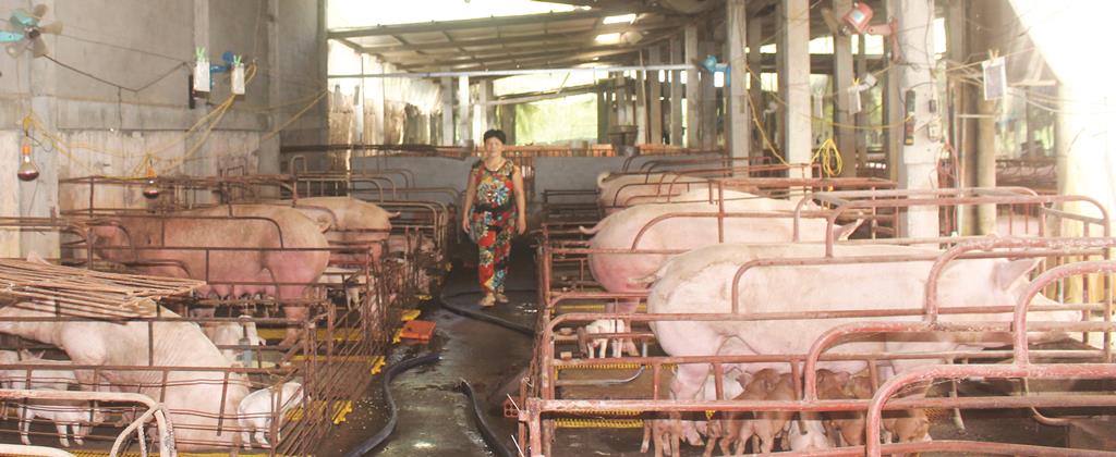 Khẩn cấp ứng phó dịch tả heo Châu Phi