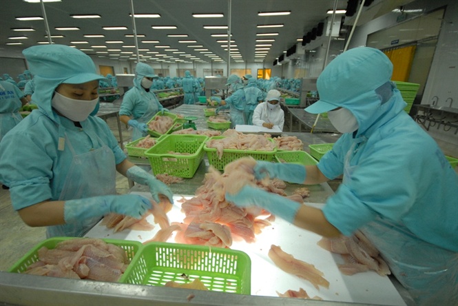 Xuất khẩu cá tra nỗ lực giữ mức giá cao