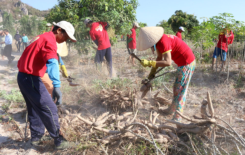 Phủ xanh trên vùng đất khó