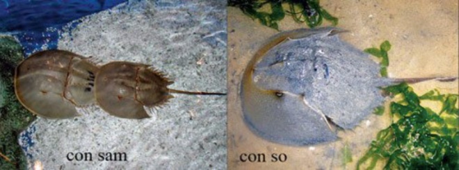 Ngộ độc, tử vong do ăn con so biển Ngộ độc, tử vong do ăn con so biển