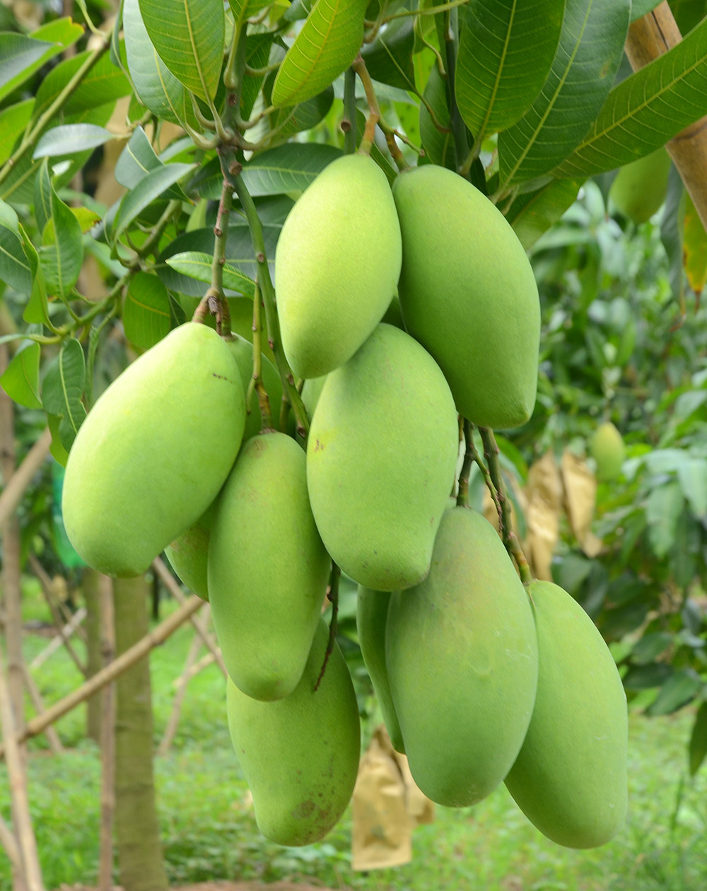 Khởi động Phiên chợ nông sản an toàn năm 2019