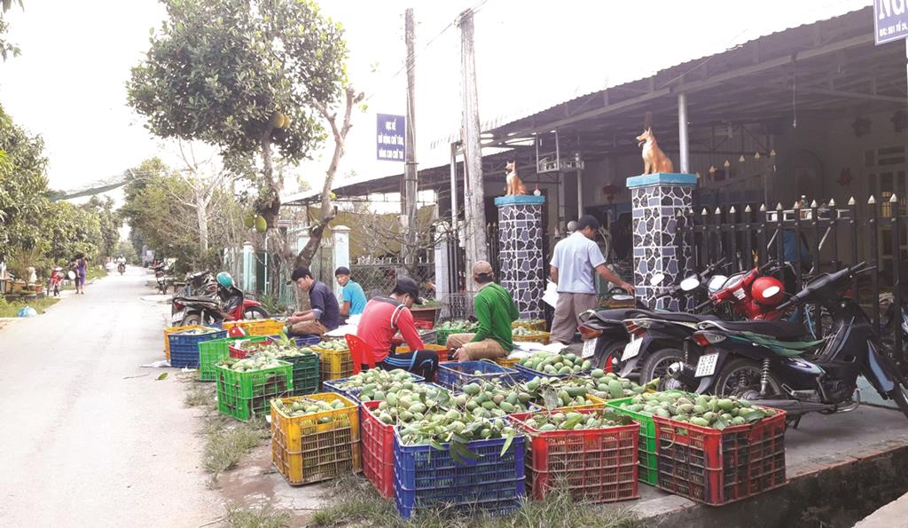 Hiệu quả chuyển dịch cơ cấu cây trồng ở huyện cù lao Chợ Mới
