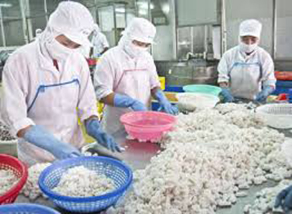 Thiếu hụt nguồn nhân lực phục vụ chế biến, xuất khẩu thủy sản